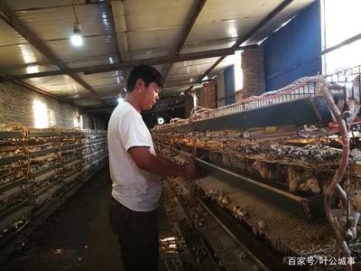 小鹌鹑成就大梦想 家禽养殖的技术培训指南