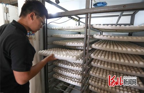 赵县 肉鸽养殖唱响 致富歌