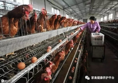 家禽呼吸道病反复发作 破解困局的系统方法与养殖培训核心要点