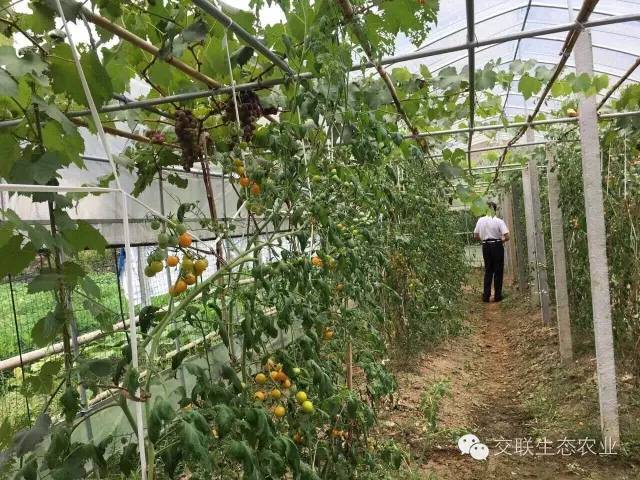 专业养殖团队，铸就高品质散养家禽