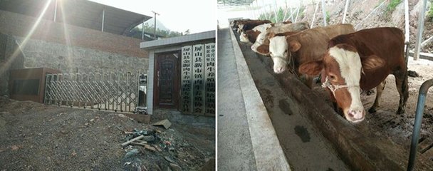 提升养殖技能 促进农户增收 家禽养殖技术培训的关键路径