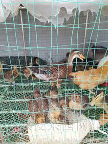 家禽健康养殖新趋势 从专业培训到家庭乐园的实践