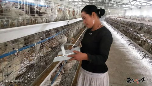 旧厂房的华丽逆袭 家禽养殖技术培训背后的转型力量