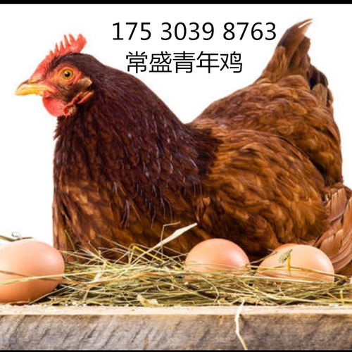 河南地区60天海兰褐青年鸡批量出栏 把握良机，提升家禽养殖效益