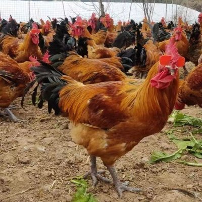 快大型青脚麻公鸡养殖与种苗批发全攻略 从铁脚麻鸡苗到高效养殖技术培训